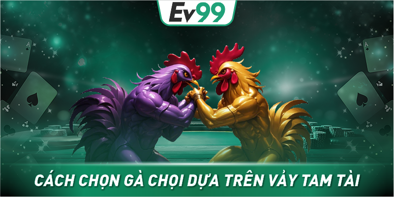Cách chọn gà chọi dựa trên vảy tam tài